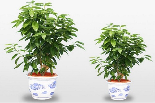 佳能镜头AF国产国语毛片在线观看，捕捉瞬间，定格永恒的影像艺术